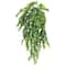 Hanging Ruscus Bush by Ashland®